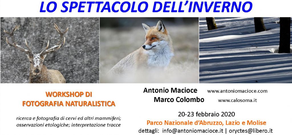 workshop di fotografia e osservazione dei mammiferi in Abruzzo